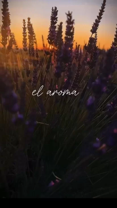 f727d2d6-dc8e-4374-83d3-5db7f73fc8e9-412x728 f727d2d6-dc8e-4374-83d3-5db7f73fc8e9-412x728