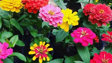 Cuáles son las 5 flores más representativas de Argentina, según la IA Cuáles son las 5 flores más representativas de Argentina, según la IA