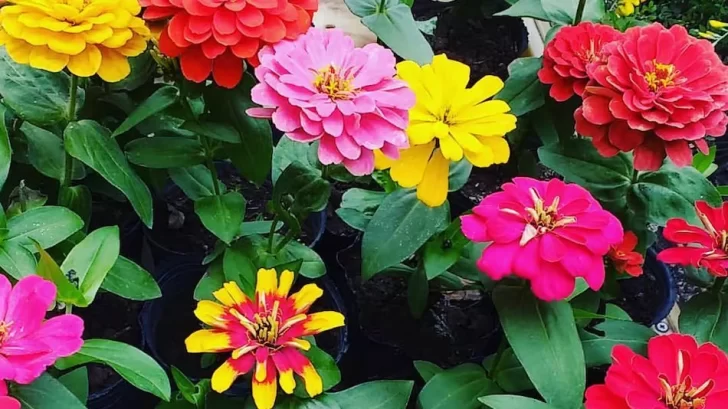 Cuáles son las 5 flores más representativas de Argentina, según la IA Cuáles son las 5 flores más representativas de Argentina, según la IA