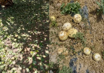 El Gobierno Nacional oficializó la emergencia agropecuaria en 16 departamentos de San Juan