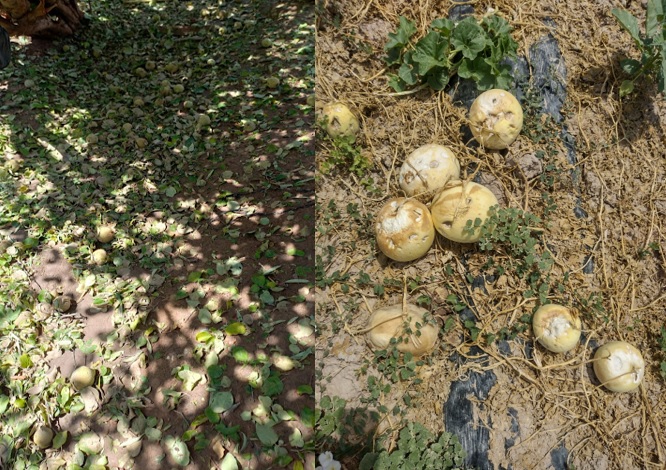 El Gobierno Nacional oficializó la emergencia agropecuaria en 16 departamentos de San Juan