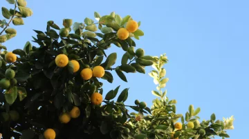 Cuál el mejor momento para podar un limonero y obtener más frutos