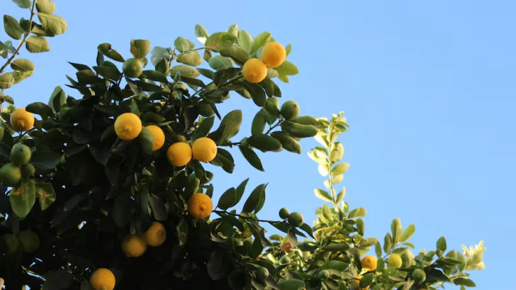 Cuál el mejor momento para podar un limonero y obtener más frutos