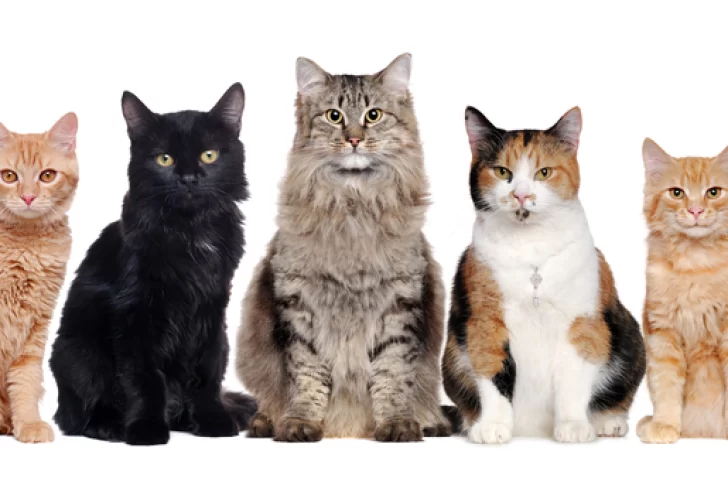 Atención: proteccionistas de San Juan sugieren no regalar gatos en octubre, ¿por qué?