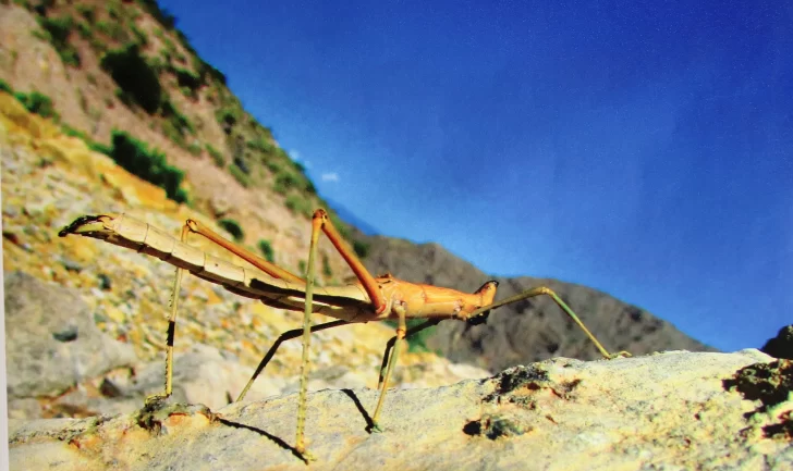 palito-728x433 palito-728x433