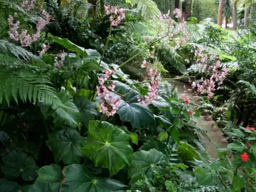 A días del inicio de la Primavera: qué plantar a la sombra