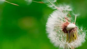 polen-alergia-728x410