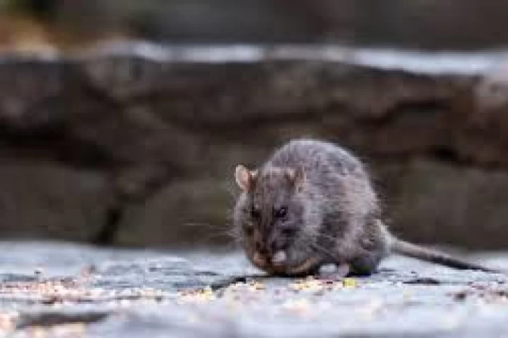 Aumentaron los casos de leptospirosis