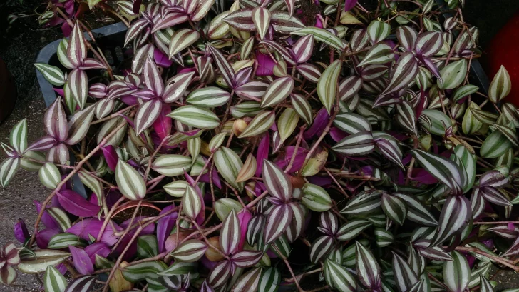 tradescantia-728x409