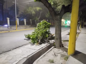 Árboles y cables caídos, cortes de luz y casas afectadas, el detalle de los incidentes que provocó el viento Sur en San Juan