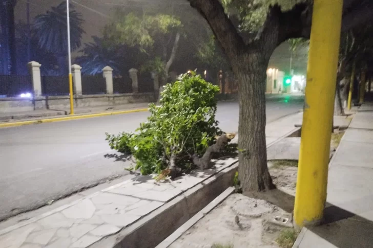 Árboles y cables caídos, cortes de luz y casas afectadas, el detalle de los incidentes que provocó el viento Sur en San Juan