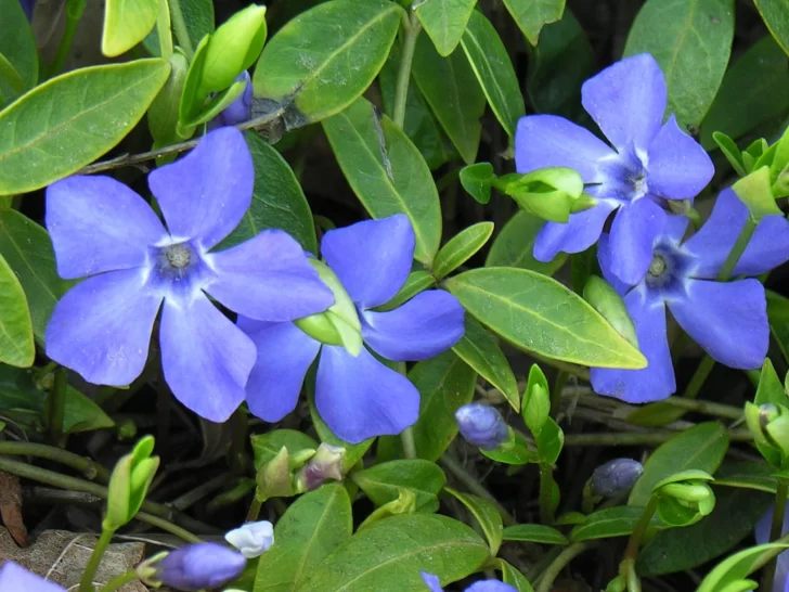 vincas-728x546