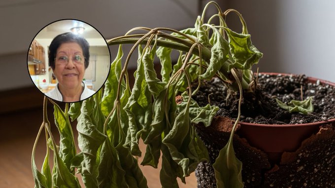 El truco de una experta en plantas para revivir en 15 días a las que están marchitas