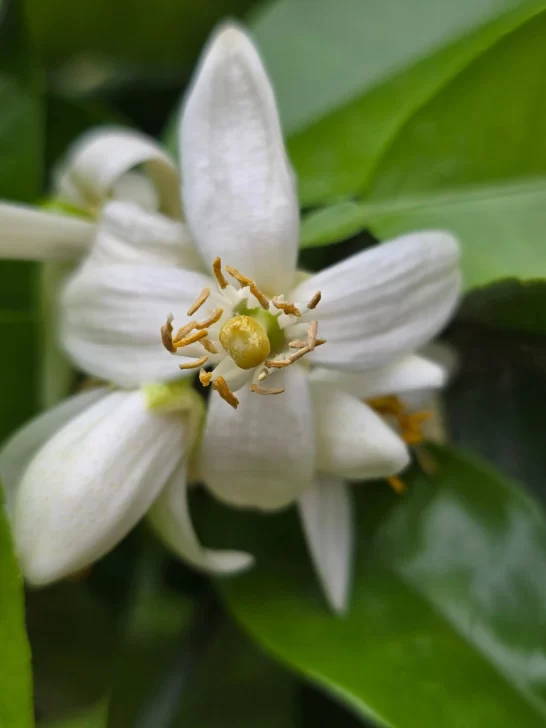 Aromas que embriagan Aromas que embriagan