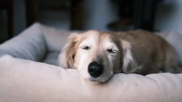 Si tu perro llora dormido, esto es lo que realmente significa