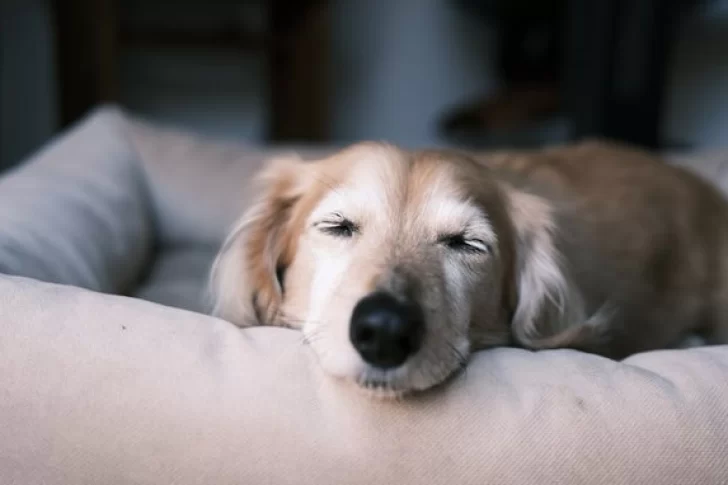 Si tu perro llora dormido, esto es lo que realmente significa