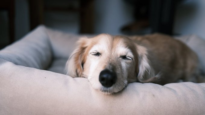 Si tu perro llora dormido, esto es lo que realmente significa