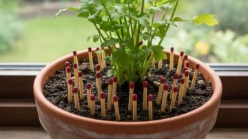 Para qué sirve poner fósforos en una maceta: truco viral para cuidar las plantas Para qué sirve poner fósforos en una maceta: truco viral para cuidar las plantas
