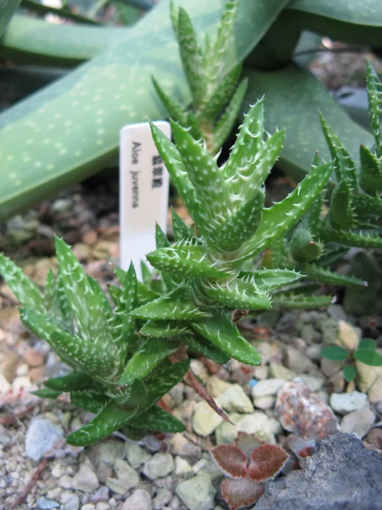 Aloe_juvenna1-546x728