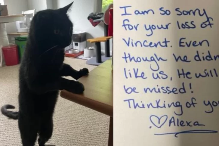 Murió su gato y la veterinaria le dedicó una emotiva carta
