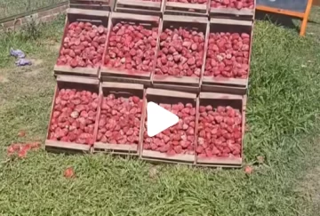 Viral: venden frutillas en la ruta, pero en el puesto muestran réplicas de piedra pintada