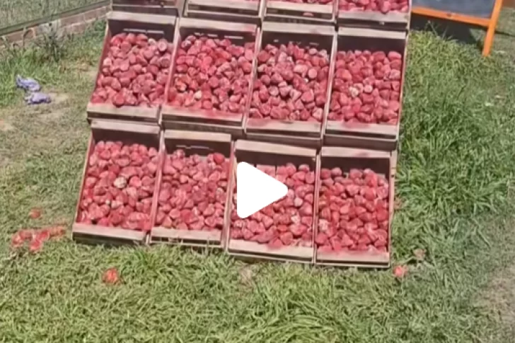 Viral: venden frutillas en la ruta, pero en el puesto muestran réplicas de piedra pintada