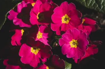 Captura-de-pantalla-2025-10-16-102822-728x477