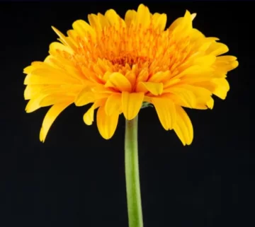 Captura-de-pantalla-2025-10-16-102920-728x650