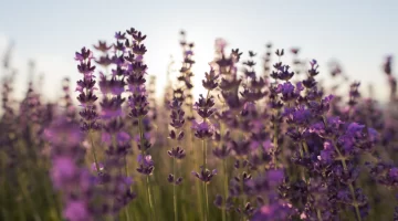 Captura-de-pantalla-2025-10-16-102947-728x405