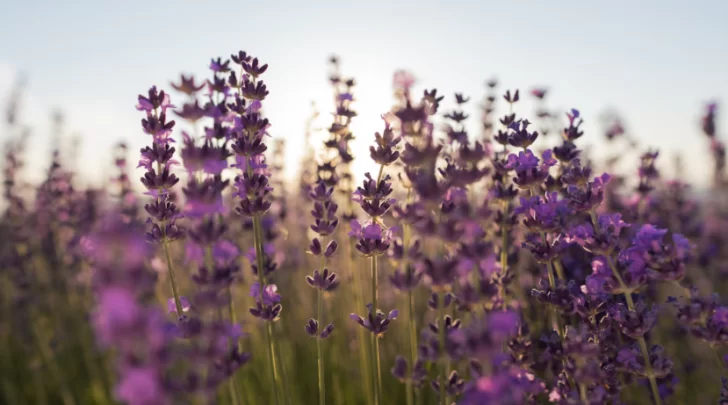 Captura-de-pantalla-2025-10-16-102947-728x405