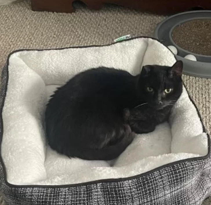 Captura-de-pantalla-2025-10-27-155454-728x710