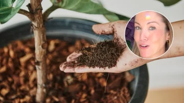 Lo que les puede estar faltando a tus plantas cuando no crecen