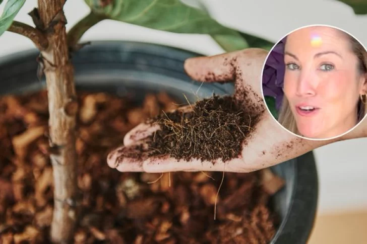 Lo que les puede estar faltando a tus plantas cuando no crecen