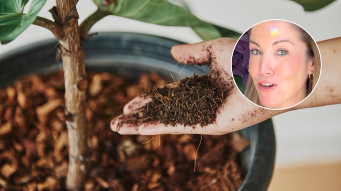 Lo que les puede estar faltando a tus plantas cuando no crecen