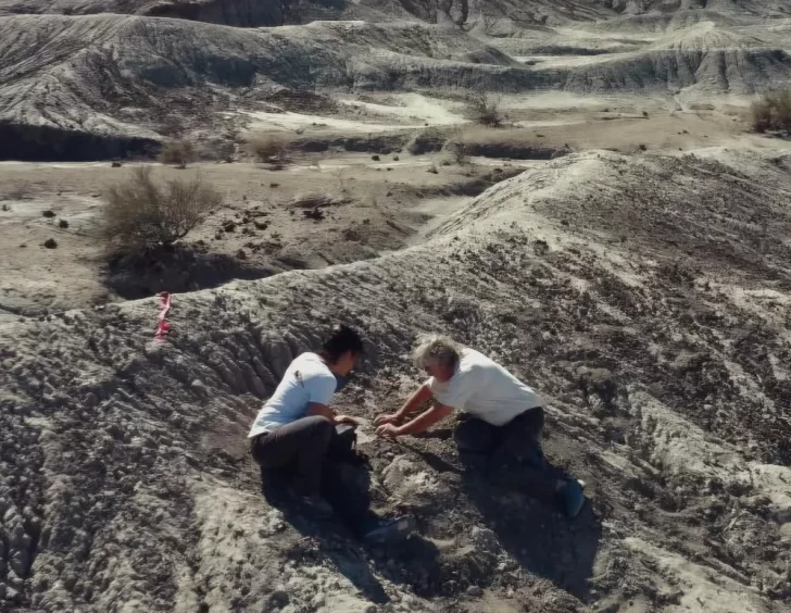 Importante hallazgo en el Parque Ischigualasto: descubrieron un pequeño dinosaurio que data de hace unos 230 millones de años