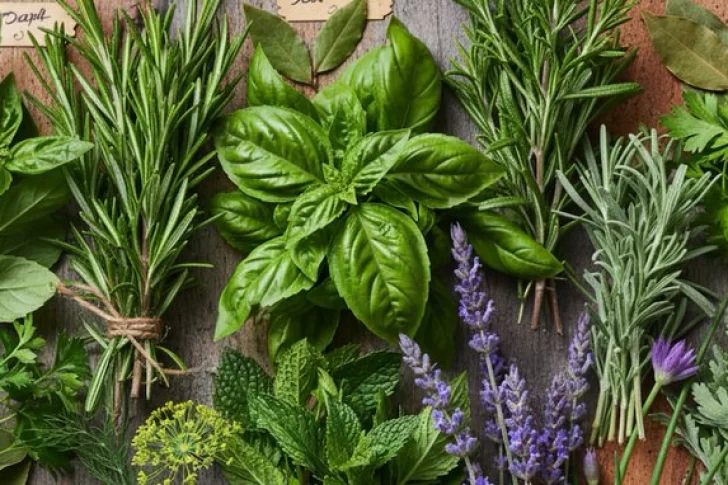 Las 5 plantas aromáticas que mantendrán tu casa perfumada y libre de mosquitos