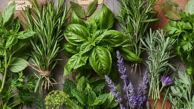 Las 5 plantas aromáticas que mantendrán tu casa perfumada y libre de mosquitos Las 5 plantas aromáticas que mantendrán tu casa perfumada y libre de mosquitos