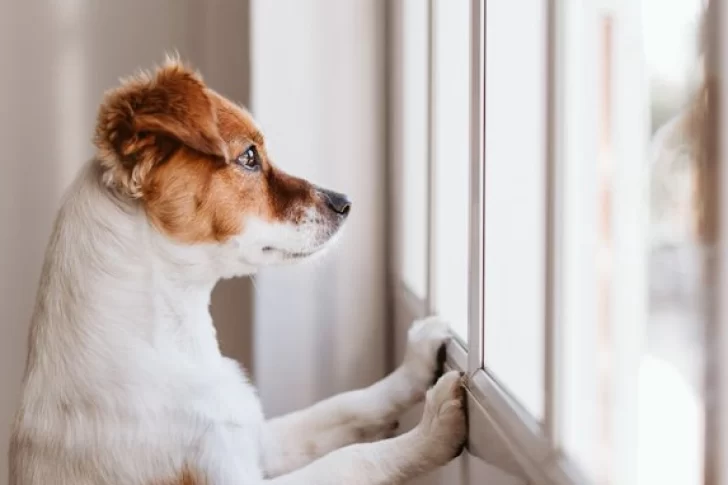 Según expertos, esto es lo que siente tu perro cuando lo dejás solo