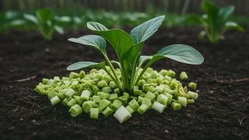 No los tirés: el truco con tallos de brócoli que hará que tus plantas crezcan más fuertes No los tirés: el truco con tallos de brócoli que hará que tus plantas crezcan más fuertes