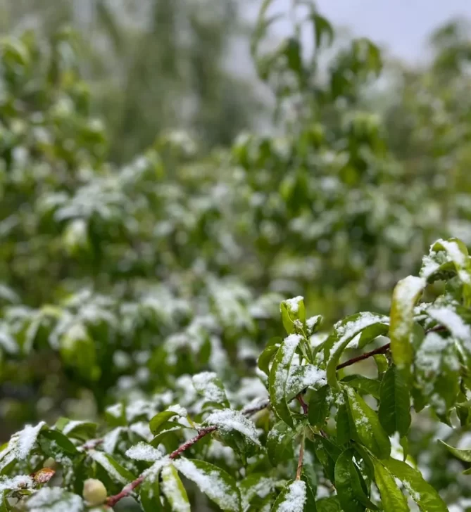 NIEVEGHAGHGHA-669x728