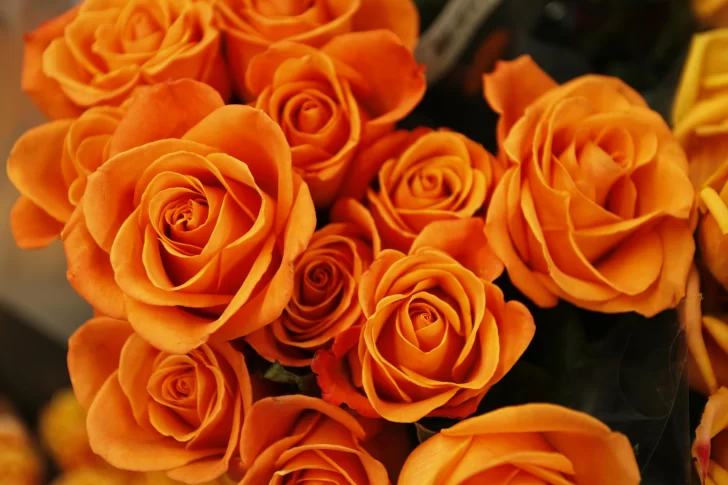 Rosas-naranja-728x485 Rosas-naranja-728x485