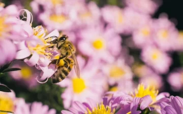 El truco natural para que abejas y avispas no se acerquen a tus flores