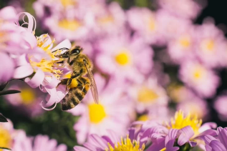 El truco natural para que abejas y avispas no se acerquen a tus flores