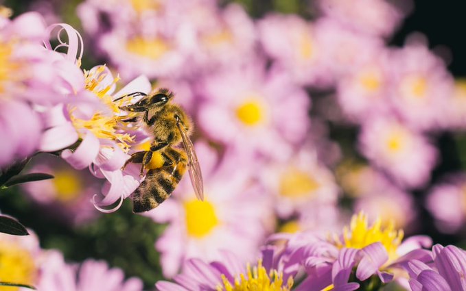 El truco natural para que abejas y avispas no se acerquen a tus flores