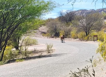 animales-sueltos-23-728x530