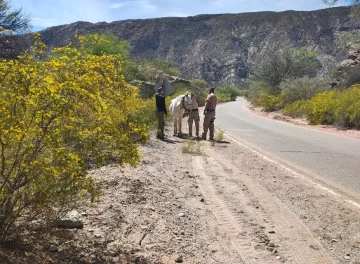 animales-sueltos-23-4-728x535