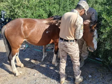 Labraron actas de infracción por animales sueltos en las rutas de Jáchal y Albardón