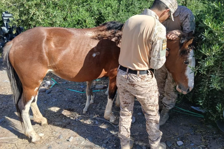 Labraron actas de infracción por animales sueltos en las rutas de Jáchal y Albardón