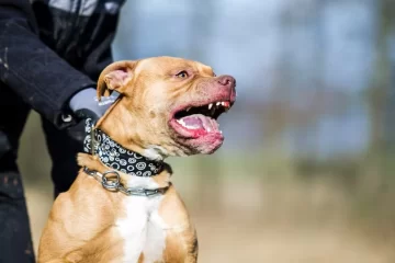 Feroz ataque en un galpón de ajos: dos perros atacaron a un empleado de 75 años y lo hirieron de gravedad Feroz ataque en un galpón de ajos: dos perros atacaron a un empleado de 75 años y lo hirieron de gravedad