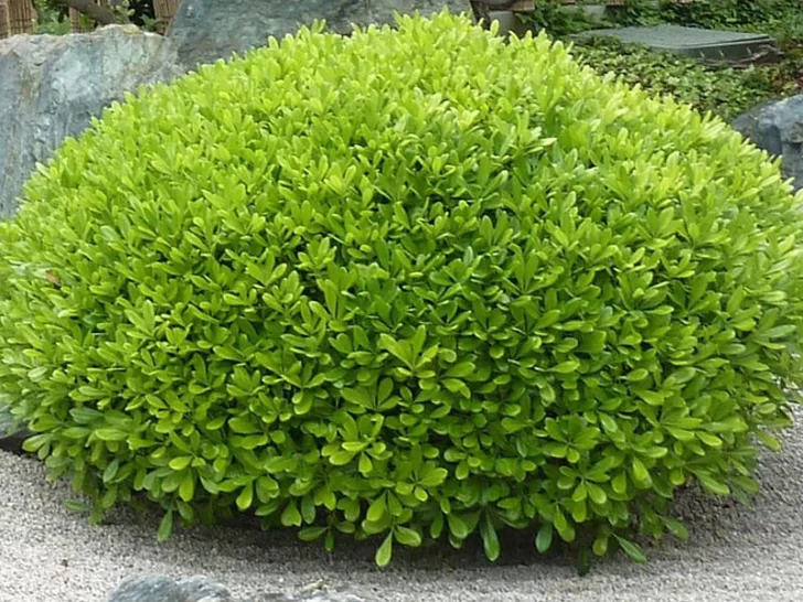 azarero-nana-728x546 azarero-nana-728x546